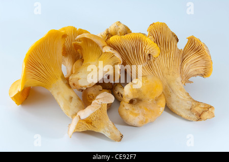 Gelbe Pfifferling (Eierschwämmen Cibarius). Verschiedene Pilze. Studio Bild vor einem weißen Hintergrund. Stockfoto