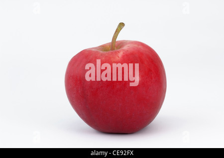 Pfirsich roter Sommerapfel. Apfel, Studio Bild vor einem weißen Hintergrund. Stockfoto
