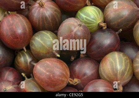 Stachelbeere (Ribes Uva-Crispa), Beeren von verschiedenen Sorten, Studio Bild. Stockfoto