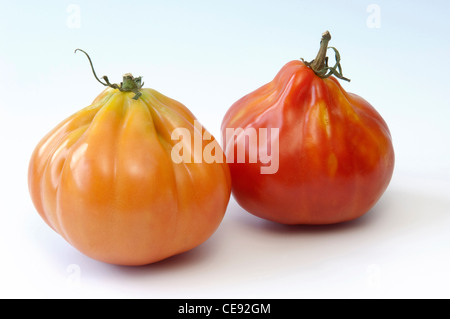 Tomate (Lycopersicon Esculentum), Sorte: Giant Ox Herd-Tomate, Bulls Herz-Tomate, zwei Früchte Stockfoto