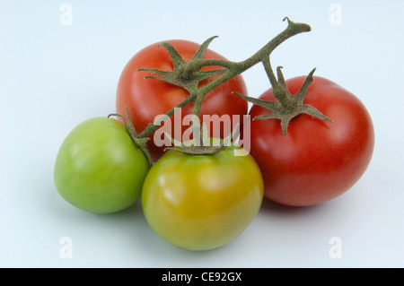 Tomate (Lycopersicon Esculentum). Früchte in verschiedenen Stadien der Reifung. Studio Bild vor einem weißen Hintergrund. Stockfoto