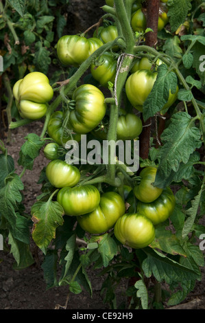 Tomate (Lycopersicon Esculentum), grüne Früchte an einer Pflanze. Stockfoto