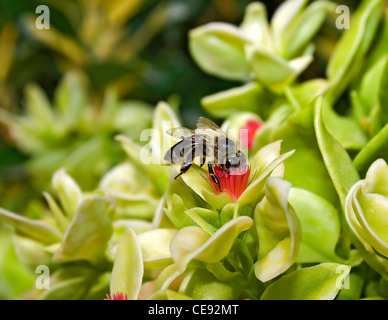 Bienen sammeln Honig Nektar von Blume Stockfoto