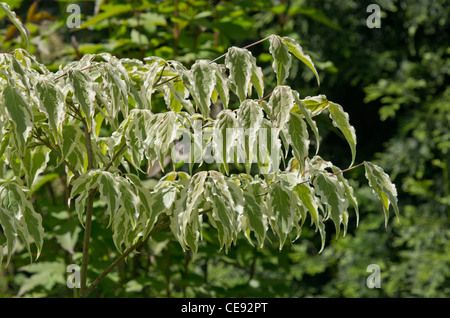 Cornus Kousa "Wolf Eyes" Stockfoto