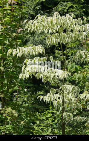 Cornus Kousa "Wolf Eyes" Stockfoto