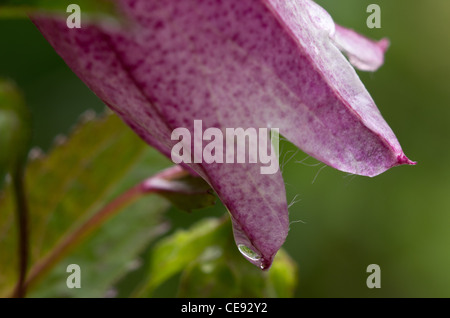 Campanula Takesimana Elizabeth Stockfoto