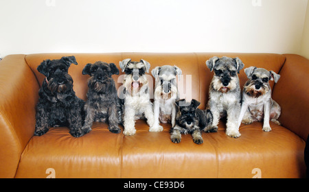 Familie Gruppe von zwergschnauzer Hunde sitzen auf einem Sofa, Bexleyheath, Großbritannien Stockfoto