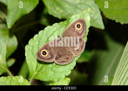 Gemeinsamen afrikanischen Ringel Schmetterling (Ypthima Doleta: Augenfalter) sonnen sich im Regenwald, Togo. Stockfoto