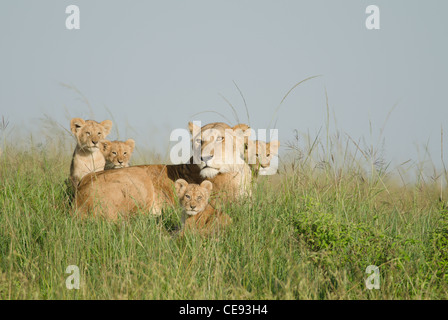 Löwin mit vier jungen im Morgenlicht im Grasland Masai Mara in Kenia. Stockfoto