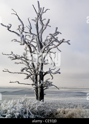 Wind geblasen Schnee bedeckt Baum In Goldendale, Washington USA Stockfoto