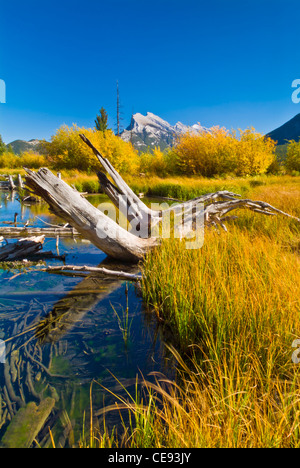 Mount Rundle in der Nähe von Banff spiegelt sich in Vermillion Seen mit umgestürzten Bäumen Banff Nationalpark Alberta Kanada Nordamerika Stockfoto