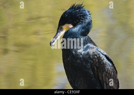 Dieser Kormoran ist in der Sonne sitzen, nach Fischen und Schwimmen Stockfoto