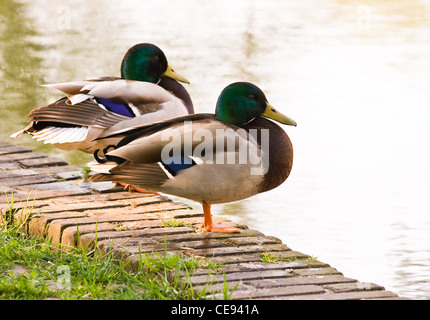 Ein paar männliche Stockenten, Wildenten oder Anas Platyrhynchos ruhen im park Stockfoto