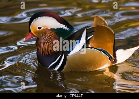 Männliche Mandarinente oder Aix Galericulata im goldenen Wasser schwimmen Stockfoto