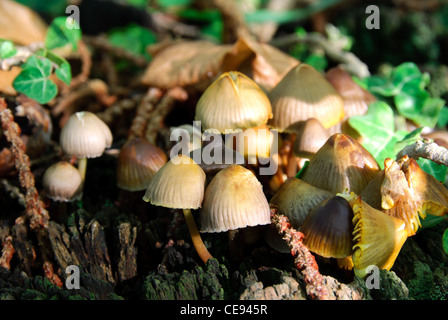Kleine Pilze wachsen auf Baumstamm geschnitten Stockfoto