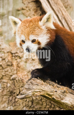 Roter Panda, Firefox oder Ailurus Fulgens am Morgen im Frühjahr einen Kletterbaum Stockfoto