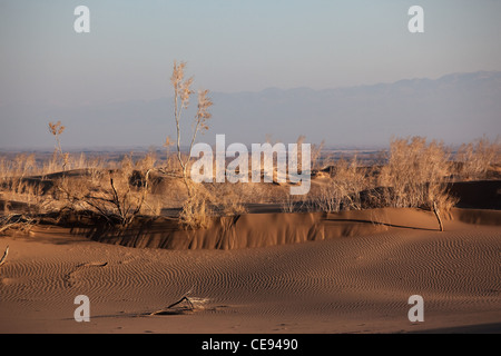 Strauch Saxaul (Haloxylon) wächst in Steppen Mittelasiens, Kasachstan Stockfoto