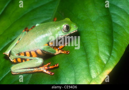 Phyllomedusa Hypochondrialis, Northern Orange-Legged Blatt Frosch, costarica Stockfoto