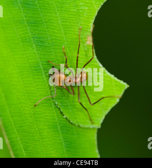 Blatt-Cutter Ant, Costa Rica Stockfoto