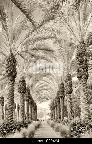 Palm, von Bäumen gesäumten Weg. Hyatt. Indian Wells, Kalifornien Stockfoto