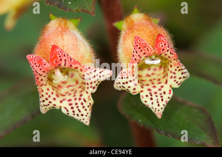 Gesneriengewächse Blumen, Wilson botanischen Garten San Vito, Costa Rica Stockfoto