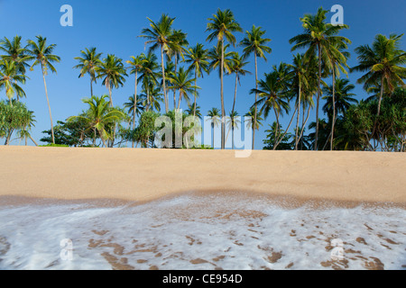 Tropische Palmen sandigen Strand Tangalla Sri Lanka Asien Stockfoto