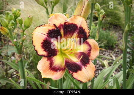 schöne orange und Rote Taglilie wächst in einem Garten Stockfoto