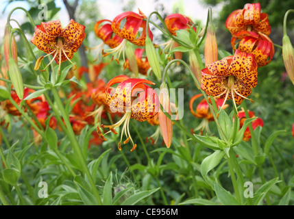 Im Garten wachsen einzigartige rote und gelbe Blumen Stockfoto