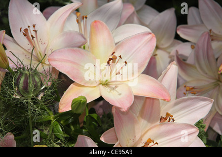 weiche rosa und weiße Lilie Blumen Stockfoto