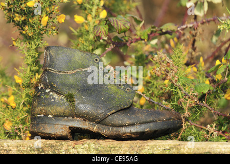 Ein altes schwarzes Lederschuh abgenutzt Booten mit Moos Rasen wächst auf in ihm ein Holz Holz Holz Zaun Tor Stockfoto