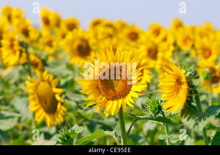 Schöne Sonnenblumen gegen blauen Himmel Stockfoto