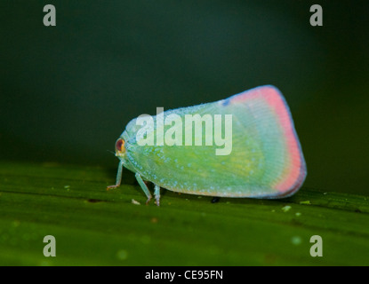 Leafhopper Manuel Antonio Costa Rica Stockfoto