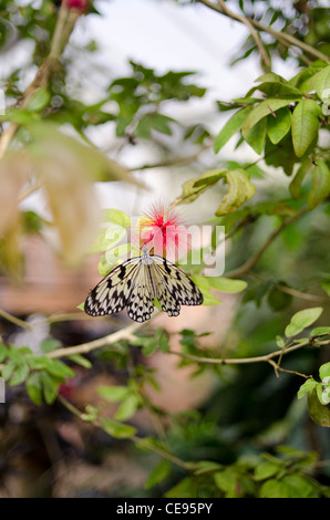 Black And White Butterfly beruht auf eine rote Blume. Stockfoto