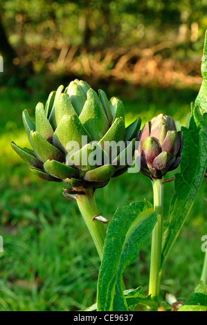 Artischocken, wächst im Garten (Cynara Scolymus). Stockfoto