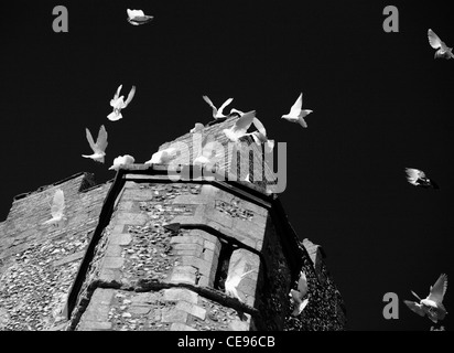 Vögel im Flug um einen Stein Kirche Turm. Stockfoto