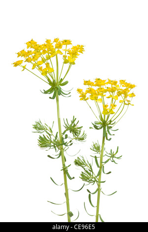 Blume-Zypressen-Wolfsmilch (Euphorbia Cyparissias) auf weiß Stockfoto