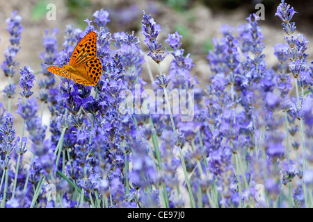 Lavendel-Feld in der Provence (Frankreich) Stockfoto