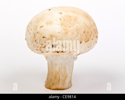 Weiße Champignons Pilze isoliert Stockfoto