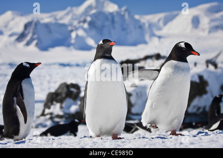 Drei Pinguine stehend, Berge im Hintergrund Stockfoto
