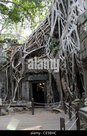 Ta Prohm Tempelanlage in Angkor-Siem Reap, Kambodscha Stockfoto