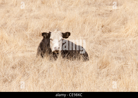 Freilandhaltung Kuh ruht in trockenen Wiese - Kalifornien USA Stockfoto