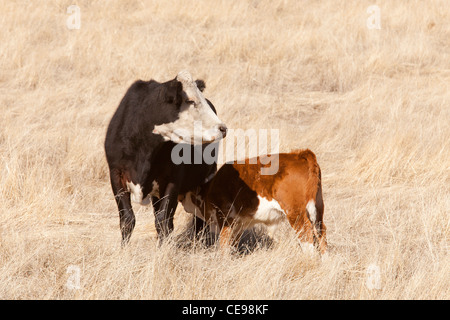 Freilandhaltung Mutterkuh Krankenpflege Kalb - Kalifornien USA Stockfoto