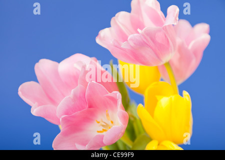 Nahaufnahme von rosa und gelbe Tulpen vor blauem Hintergrund Stockfoto