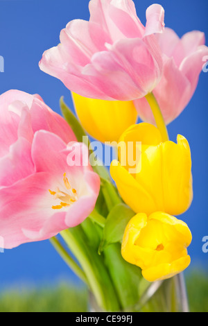 Nahaufnahme von rosa und gelbe Tulpen vor blauem Hintergrund Stockfoto