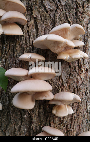 Austernpilze, Pleurotus Ostreatus, wächst auf einem Baum in der freien Wildbahn. Stockfoto