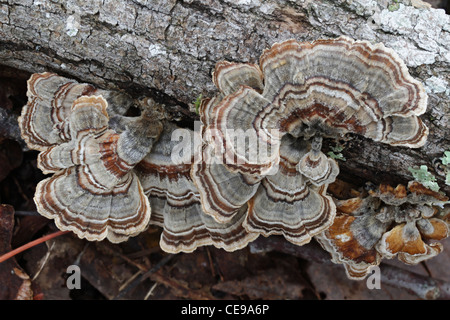 Turkeytail Pilze (Trametes versicolor) wachsen an der Seite ein Protokoll.