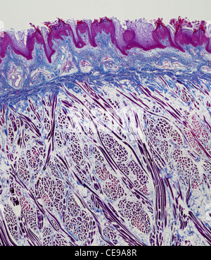 Querschnitt durch eine menschliche Zunge, Fleck H & E. Stockfoto