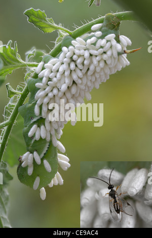 Caterpillar der Tabak Hornworm Motte in Kokons ein parasitoiden Wespen Cotesia, SP. Inset Foto zeigt Erwachsenen Wespe abgedeckt. Stockfoto