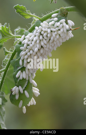 Caterpillar der Tabak Hornworm Motte bedeckt in Kokons ein parasitoiden Wespen Cotesia, sp. Stockfoto