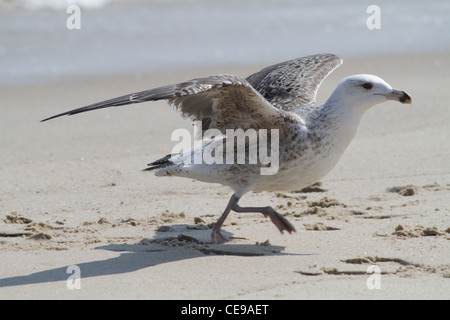 Große Black-backed Gull Larus Marinus, laufen am Strand. Stockfoto